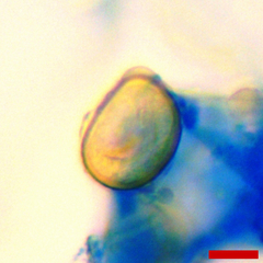 Phyllactinia angulata