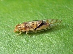 Boreioglycaspis australiensis