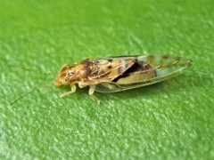 Boreioglycaspis australiensis