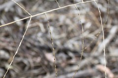Digitaria breviglumis