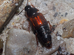 Tachinus proximus