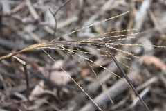 Digitaria diffusa