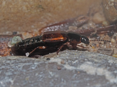 Tachinus proximus