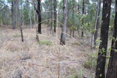 Digitaria diffusa