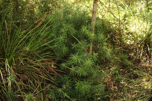 Image of Podocarpus drouynianus by (c) Em Lamond, some rights reserved (CC BY)