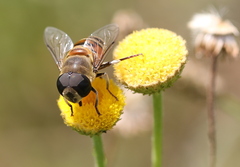 Phytomia incisa