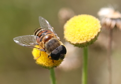 Phytomia incisa