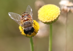 Phytomia incisa
