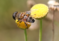 Phytomia incisa