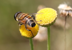 Phytomia incisa