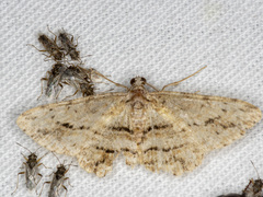 Didymoctenia exsuperata