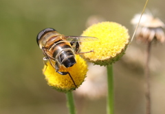 Phytomia incisa