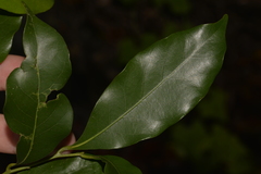 Cryptocarya bidwillii