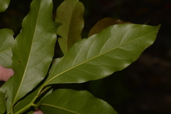 Cryptocarya bidwillii