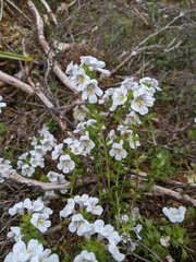Euphrasia striata