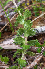 Euphrasia striata