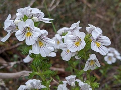 Euphrasia striata
