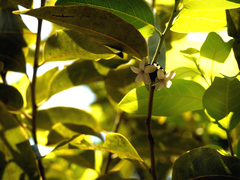 Diospyros paniculata