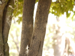 Diospyros paniculata