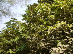 Diospyros paniculata