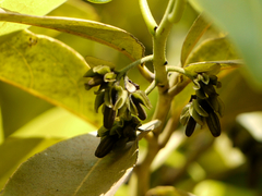 Diospyros paniculata