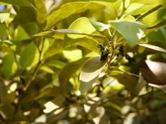 Diospyros paniculata