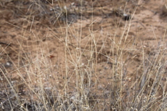 Enteropogon acicularis