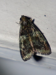 Orthaga atribasalis