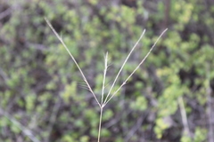 Enteropogon acicularis