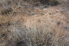 Enteropogon acicularis