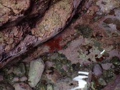 Pentagonaster pulchellus