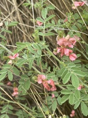 Indigofera ingrata
