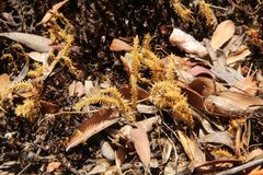 Selaginella gracillima