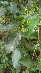 Castanopsis formosana
