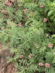 Indigofera ingrata