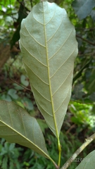 Castanopsis formosana