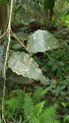Castanopsis formosana