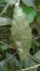 Castanopsis formosana