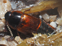 Tachinus proximus