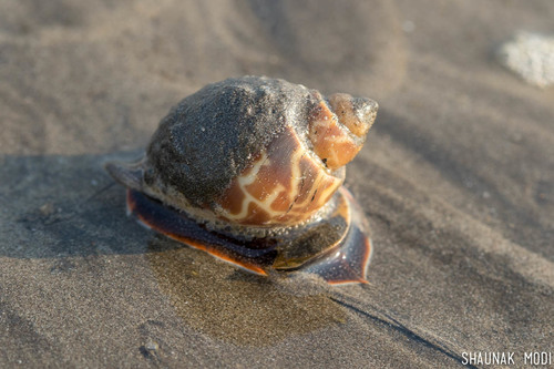 Babylonia spirata
