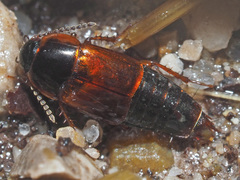 Tachinus proximus