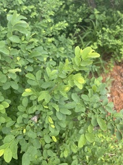 Phyllanthus pinnatus