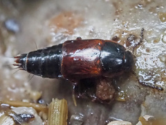 Tachinus proximus