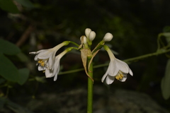 Proiphys cunninghamii