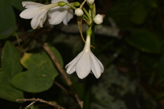 Proiphys cunninghamii