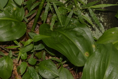 Proiphys cunninghamii