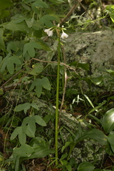 Proiphys cunninghamii