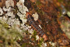 Atyphella scintillans