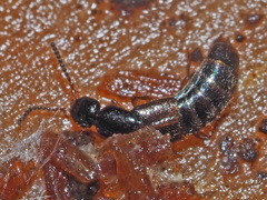 Gabrius splendidulus
