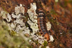 Atyphella scintillans